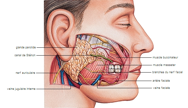 syndrome des polycaries et le pH salivaire